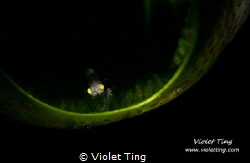 tiny shrimp in a tunicate by Violet Ting 